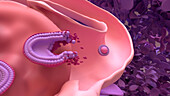 Egg being released from the ovary, illustration