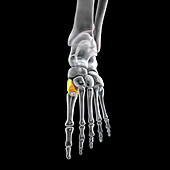 Medial cuneiform bone, illustration