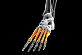 Metatarsal bones of the foot, illustration