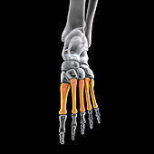 Metatarsal bones of the foot, illustration