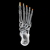 Distal phalange bones of the foot, illustration