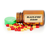 Black-eyed Susan herbal medicine, conceptual image
