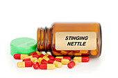 Stinging nettle herbal medicine, conceptual image