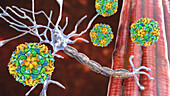 Polio viruses affecting motor neurons, illustration