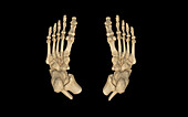 Feet, 3D CT scan