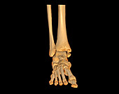 Foot and ankle, 3D CT scan