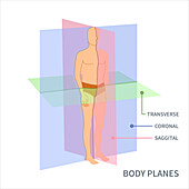Body planes, illustration