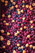 Various types of raspberries (picture-filling)