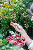 Woman picking raspberries