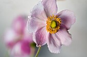 Herbstanemone, (Anemone hupehensis), Blüte