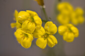 Wild mustard flower heads (Sinapis arvensis)
