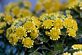 Gold-und-Silber-Chrysantheme aus Honshu (Chrysanthemum pacificum), Blütenstände