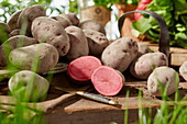'Mulberry Beauty' potatoes