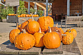Pumpkins of different sizes at a pumpkin farm