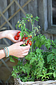 Tomato plant in a planter