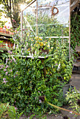 Lush plants in front of a greenhouse