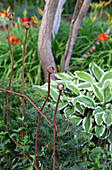 Rusty plant supports in the garden
