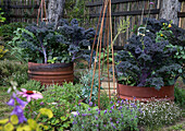 Kale growing in barrels in the garden