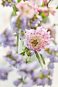 Pincushion flowers (Scabiosa)