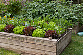 Colourful lettuces in a raised bed with a potato bed in the background