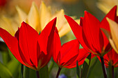 Colourful tulips in spring light