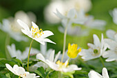 Wood anemones