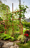 Trellis with stainless steel fencing for clematis in the sunny garden