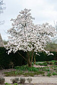 Magnolienbaum (Magnolie)