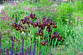 Iris Black Beauty