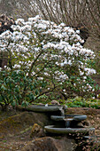 Magnolie (Magnolia stellata)