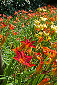 Taglilien (Hemerocallis) Mischung