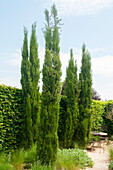Mittelmeer-Zypresse (Cupressus sempervirens)