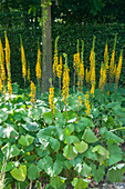 Garten-Kerzen-Goldkolben (Ligularia stenocephala) 'Die Rakete'