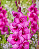 Gladiole (Gladiolus) 'Arkade'