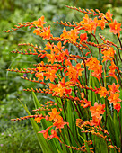 Montbretien (Crocosmia) 'Peach Melba'