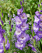 Gladiole (Gladiolus) 'Jolijn'