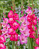 Gladiolen (Gladiolus) 'Pink Visions'