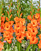 Gladiolen (Gladiolus) 'Prinz von Oranien'