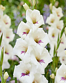 Gladiole (Gladiolus)'Obvio'