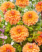 Dahlia Decorative Orange White