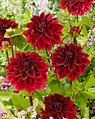 Dahlie (Dahlia) 'Ariko 19-19'