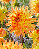 Dahlia Vectra