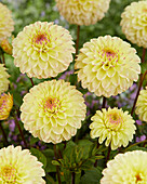 Dahlia Isa Favourite