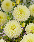 Dahlie (Dahlia) 'Canary Fubuki'