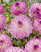 Dahlia Mediterrannee