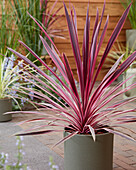 Cordyline Pink Passion