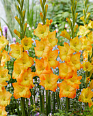 Gladiolen (Gladiolus) 'Sonnenschein'