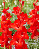 Gladiolen (Gladiolus) rot