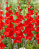 Gladiolen (Gladiolus) rot