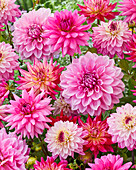 Dahlia Pink Mix #52904